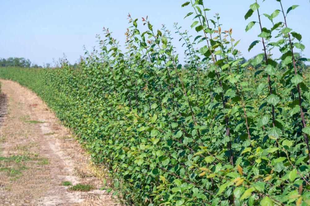 Саженцы плодовых Персик, Груши,Яблони, Нектарин, Абрикос, Колоновидные