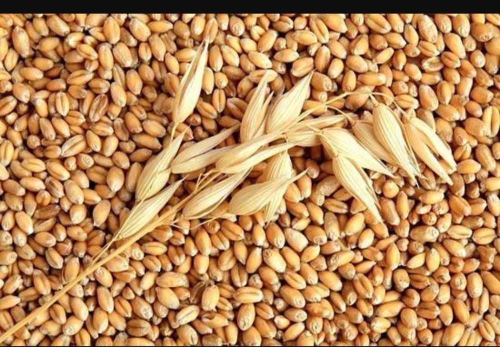 Продам зернові,бобові культури