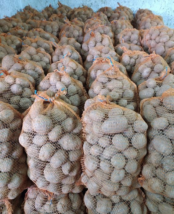 Ziemniaki ilości hurtowe worki 15kg