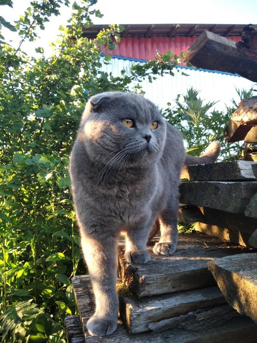 Британський Котик шукає подружку