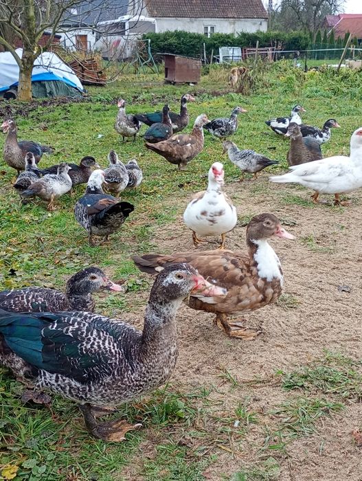 Kaczki piżmowe z wiosennego wylęgu