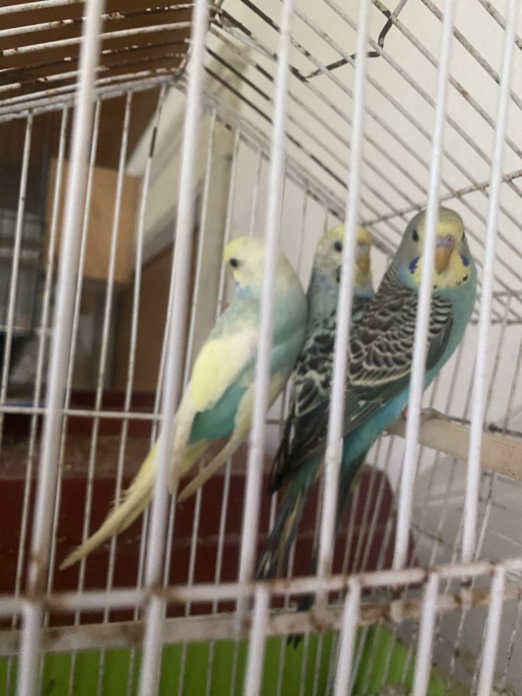 3 Periquitos  para vender