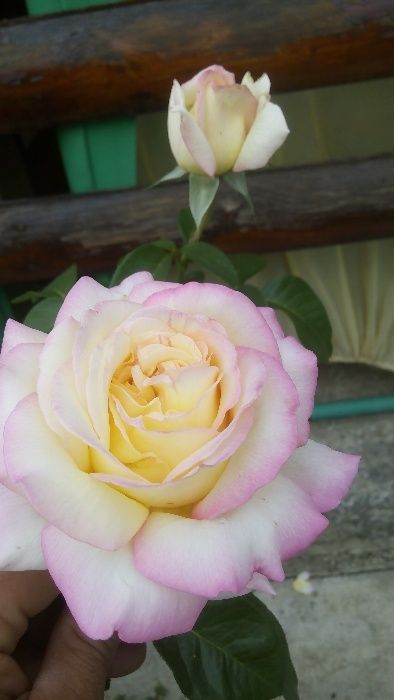 Продаю саженцы роз оптомЛЕТОМ -Осенью- Весной кусты роз большой аср.От