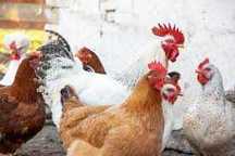 Kury Nioski ! Rosa Messa Tetra Leghorn Sendi Dominant ! ZAPRASZAM !