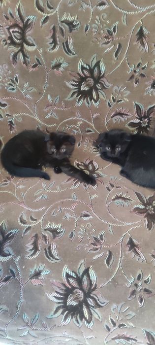 Продам вислоухих котят