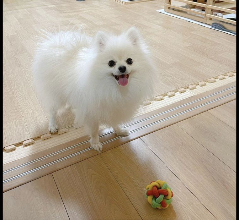 Spitz /lulu pomerania