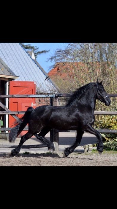 Продам лошадь Фриз кобыла Силка