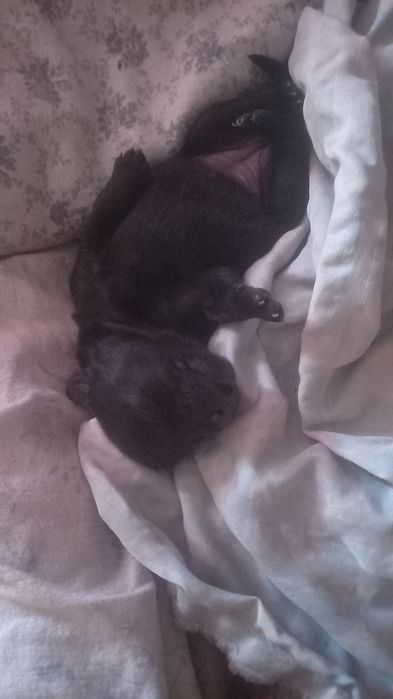 Відам собак у добрі руки