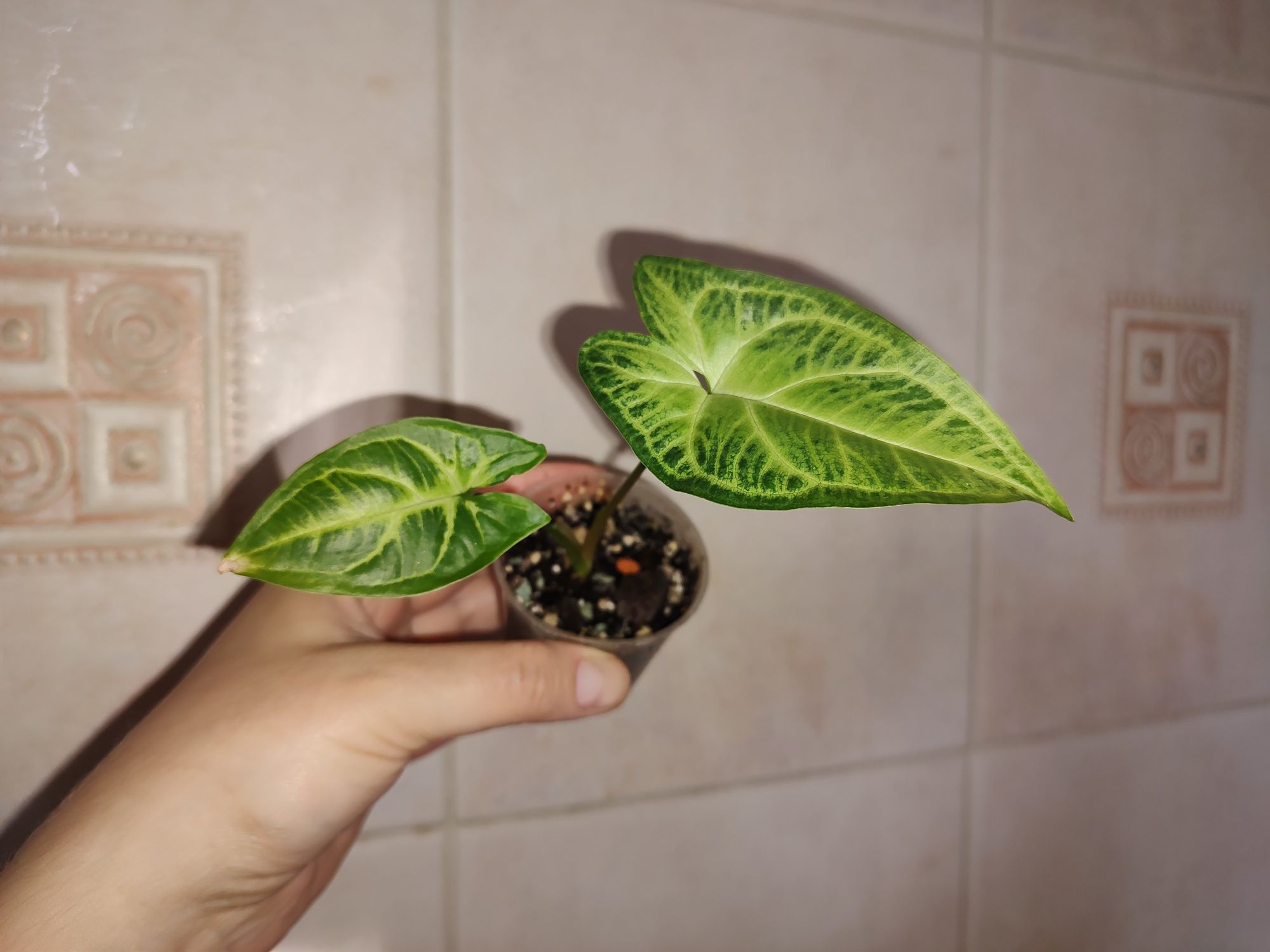Syngonium do kolekcji