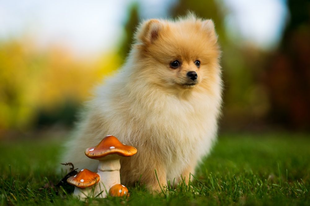 Pies szpic miniaturowy pomeranian