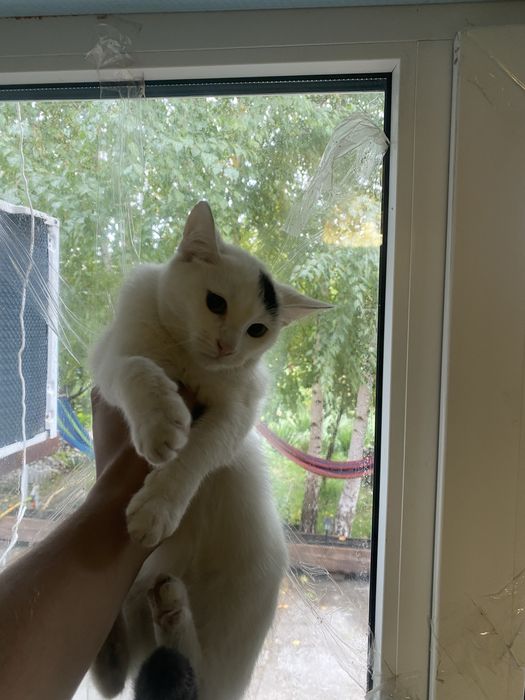 Отдак котят в хорошие руки
