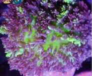 Rhodactis Neon Mystic Magic Carpet  FLUOLAMPS.PL WYSYŁKI