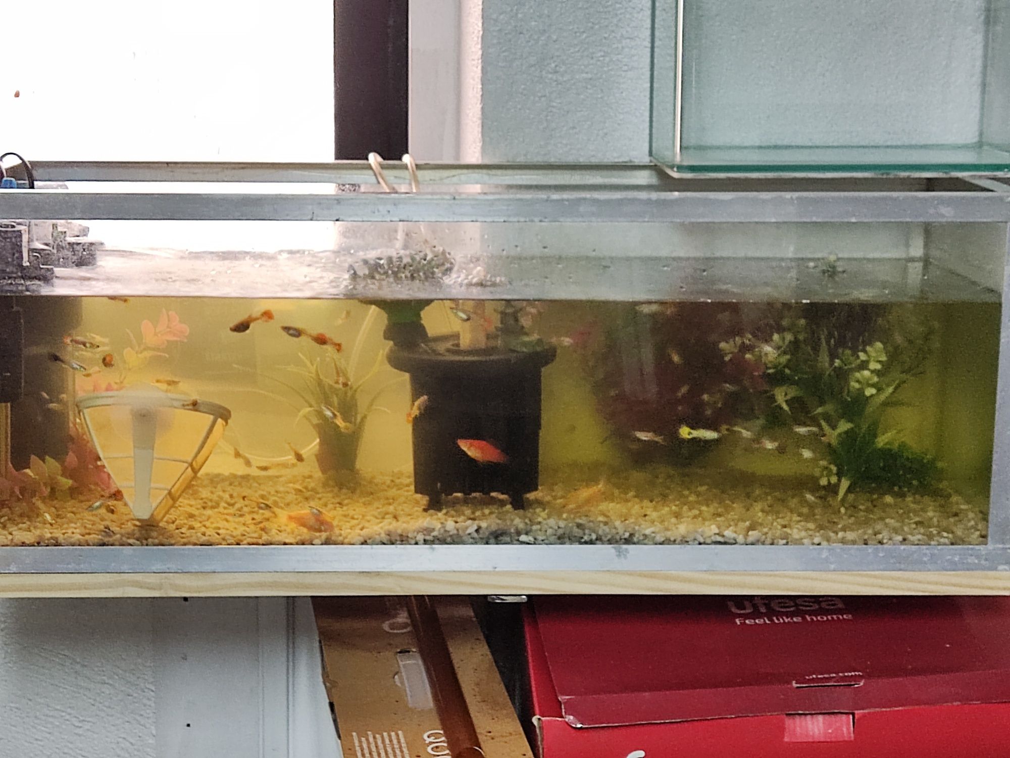 Vendo guppys variedade