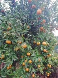 Troca tangerinas/clementinas