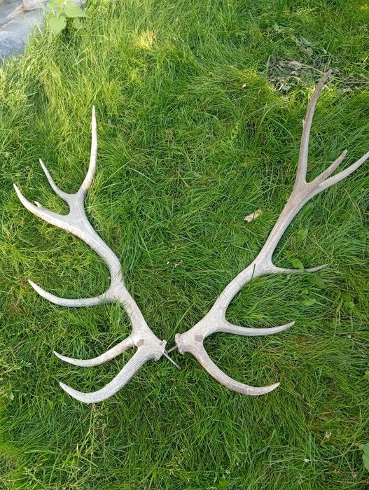 Роги Оленя продам