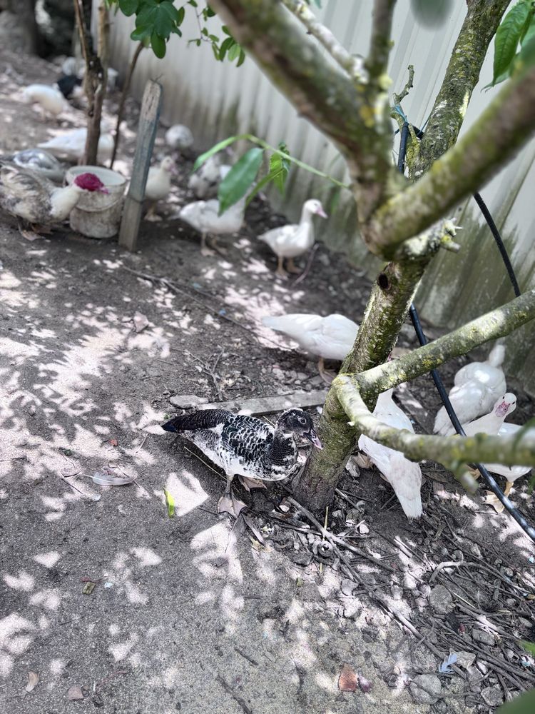 Patos  e patinhos