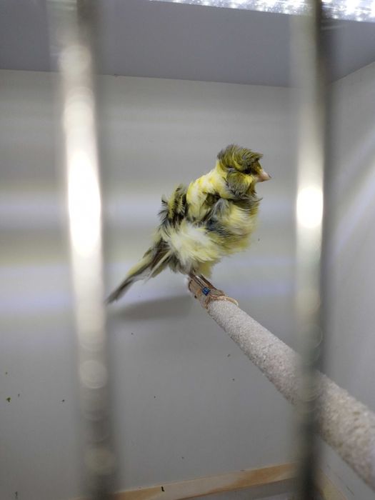 Kanarki Mehringery z 2023 i 2024r.