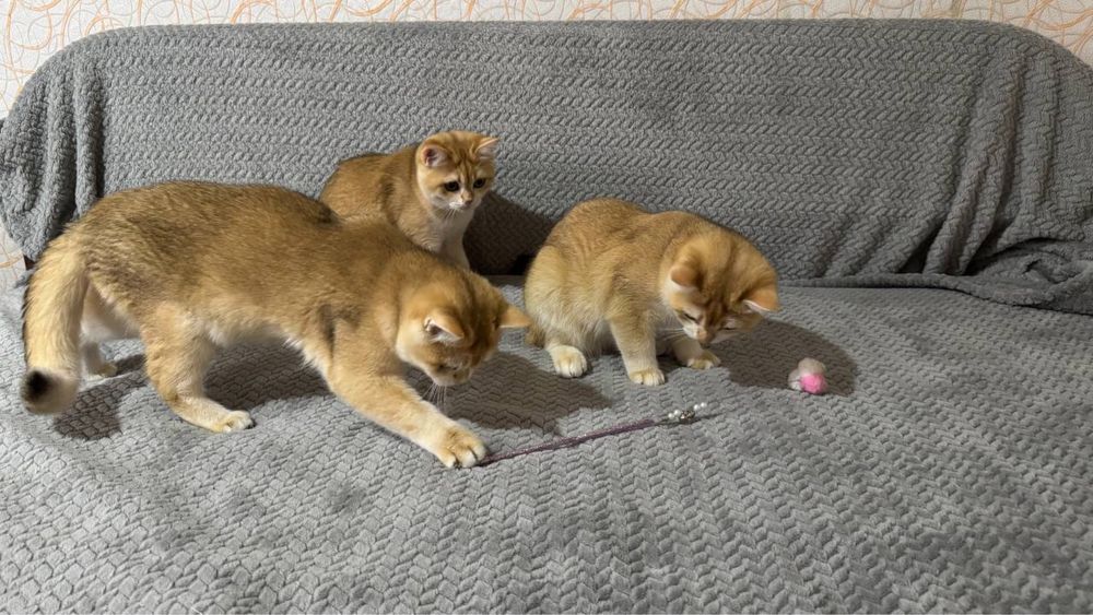 Котята Золотой шиншили