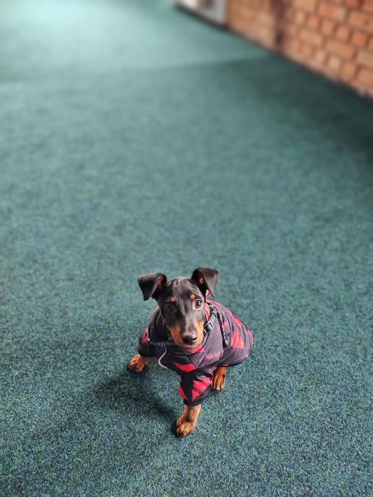 Кінолог Дресирування Собак