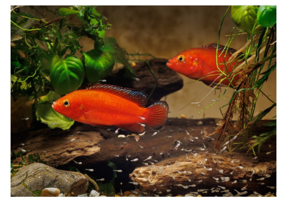 Peixe Jóia  Rubricatochromis exsul (raro)