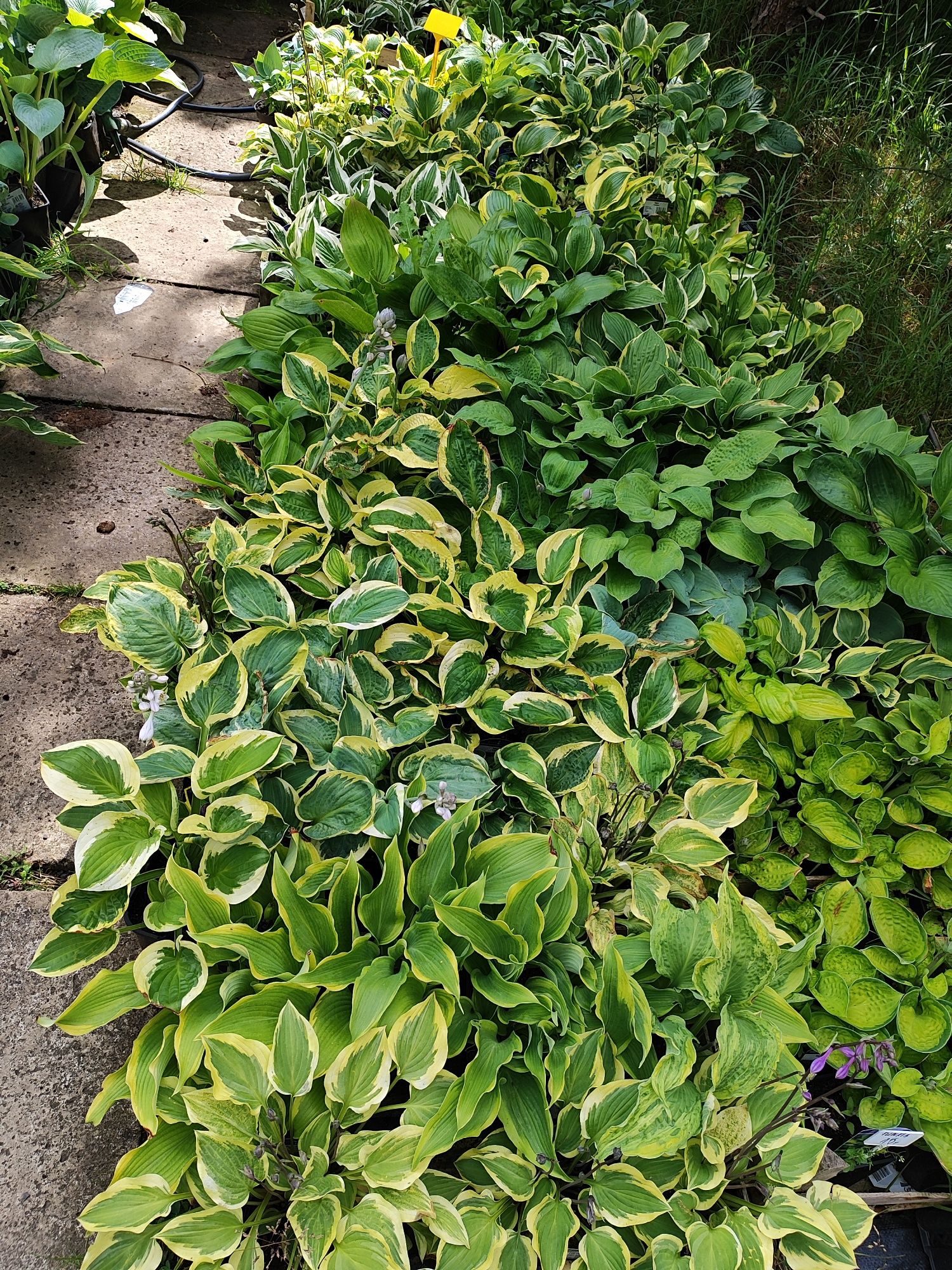 Funkia hosta różne odmiany