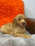 Sprzedam pięknego Labradoodle