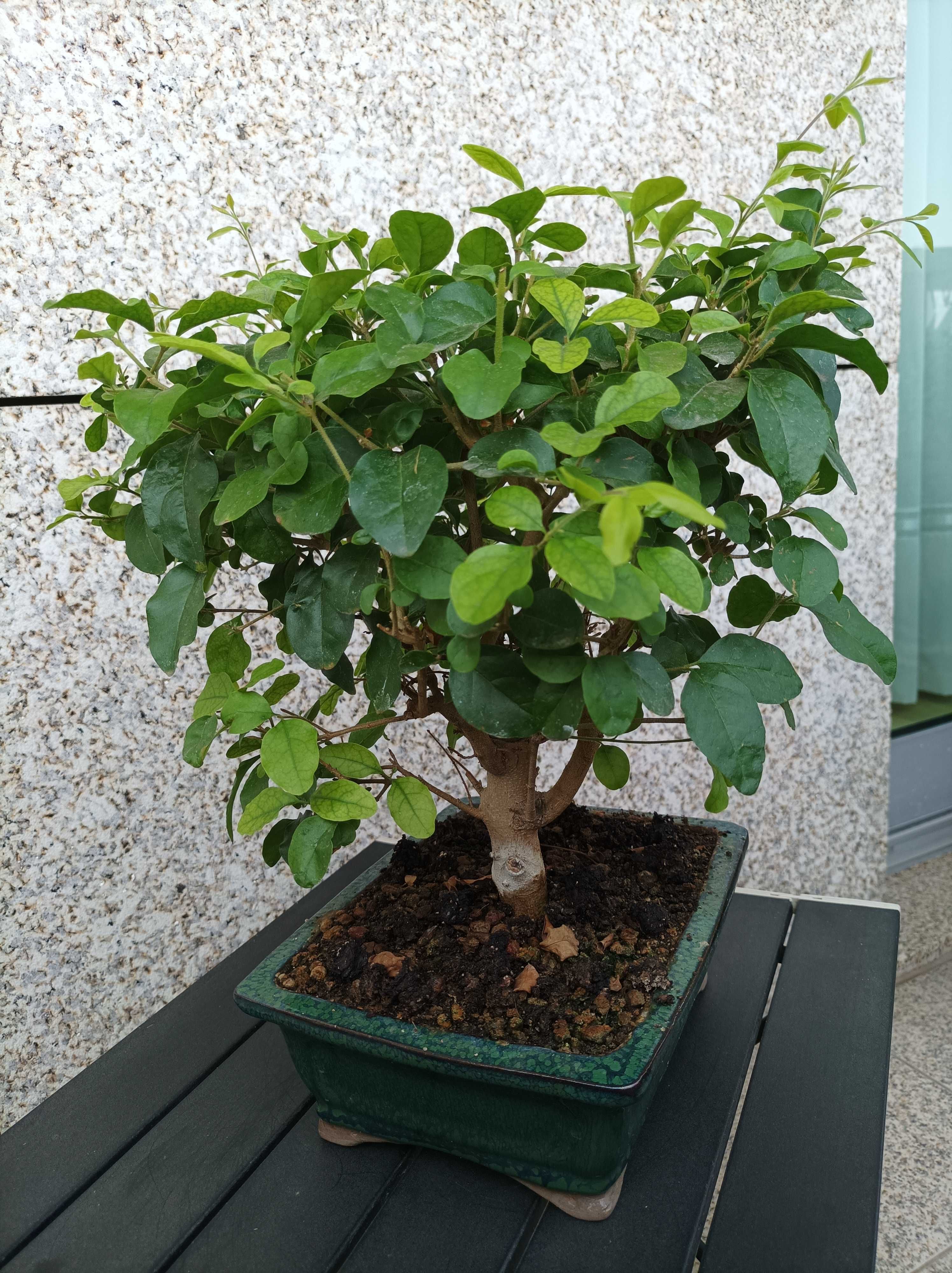 Bonsai Ligustrum - 7 anos