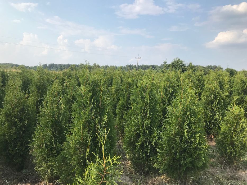 Thuja Brabant 180-200 cm