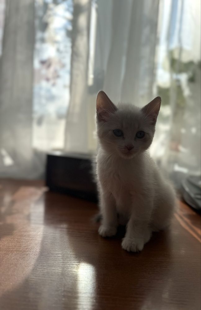 Кошеня в добрі руки