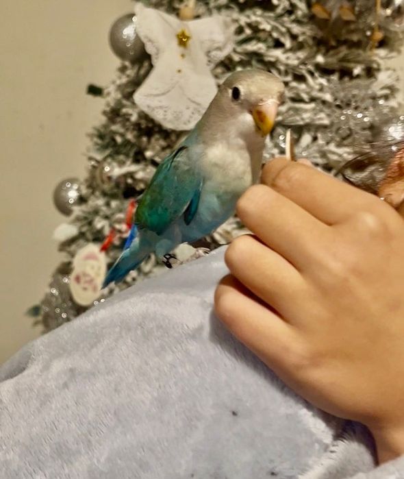 Agaporni Domesticado