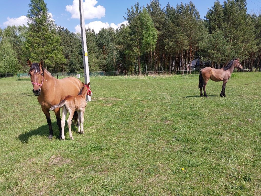 Koń klacz do sportu rekreacji sprzedam zamienie