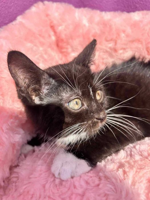 Sylwina do adopcji.