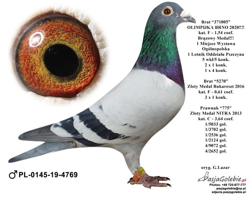 Gołąb pocztowy, brat olimpijek.