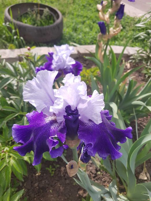 сортові  квіти  іриси, кала, лілейники  та флокс з особистої колекції.