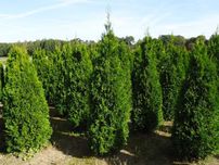 Tuja Szmaragd 160,180,200,220cm! Sadzimy tuje! Thuja Smaragd! Dostawa!