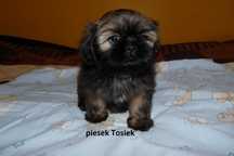 Shih Tzu, piesek Tosiek gotowy do odbioru.