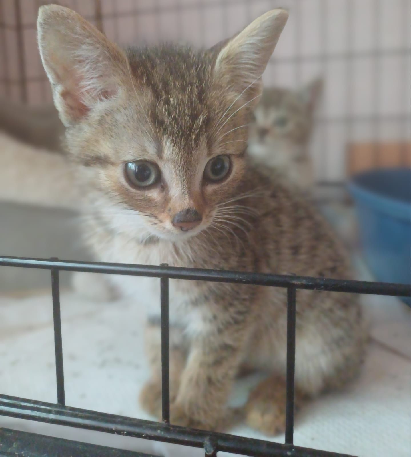 Merry poleca się do adopcji