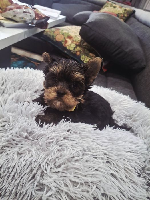 York terrier pies mini