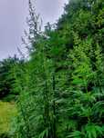 Świeży cały krzew Cannabis Sativa CBD