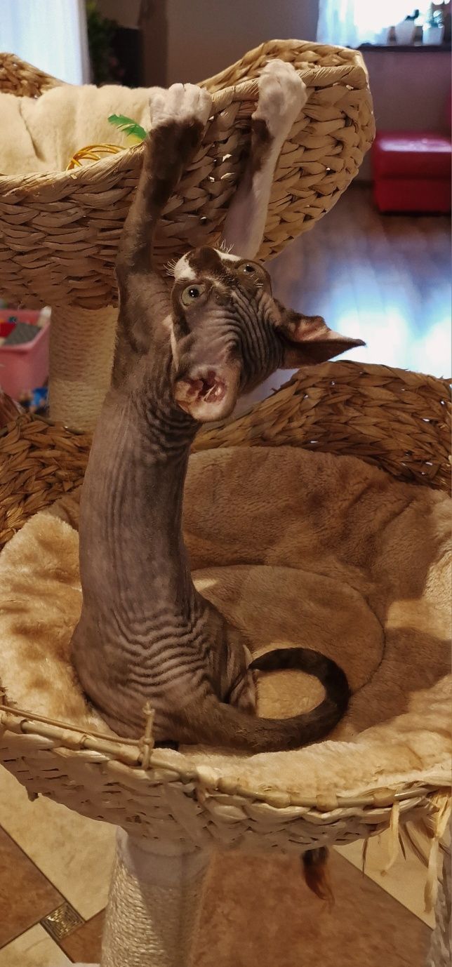 Kocureczek  (rodowód FPL) Devon Rex