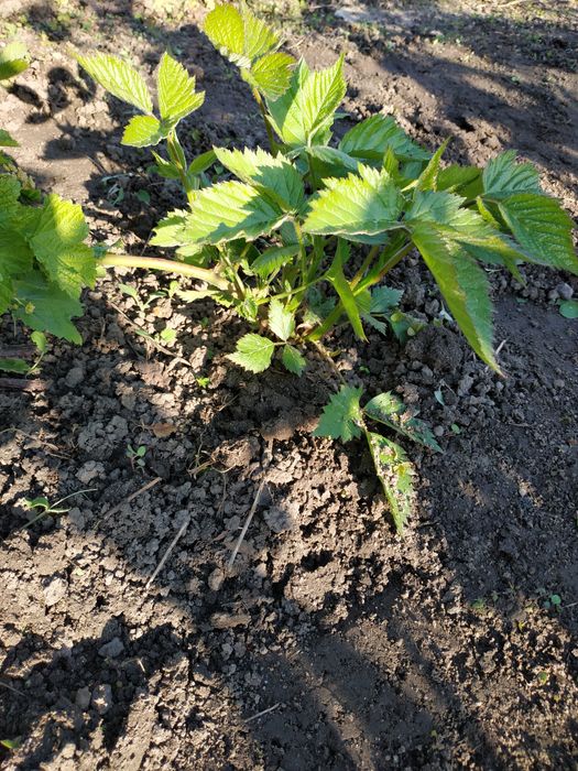 Ежевика  без шипов.