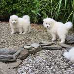 Śliczne szczenie rasy Samoyed szuka domu