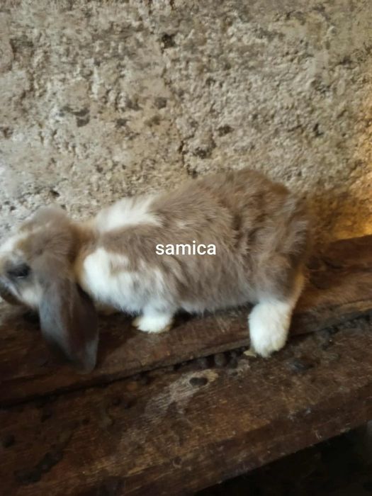 Samica młoda baran francuski