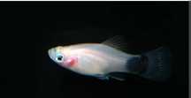 Platys pra ceder