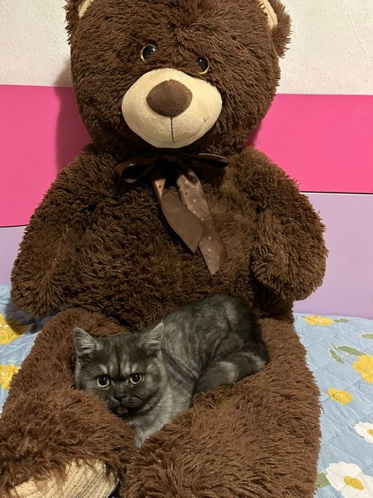 Gato scottish Straight