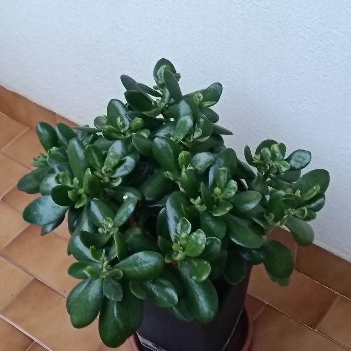 Campo Grande - Telheiras - Vendo Plantas Lindas