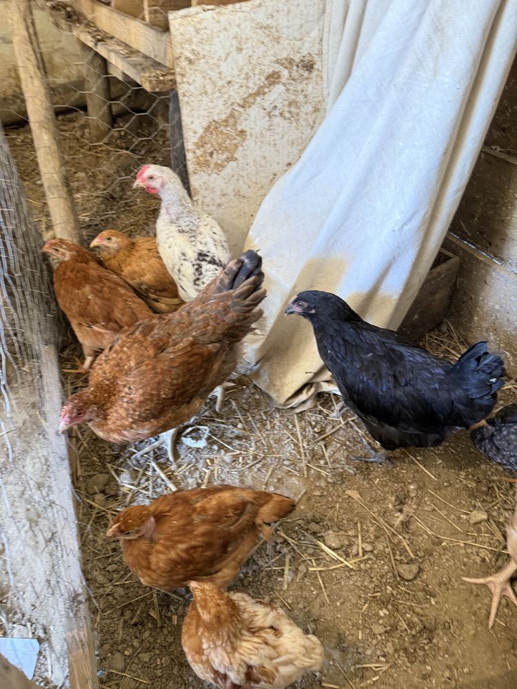 pintos e frangos todos nascidos cá de galinhas do campo