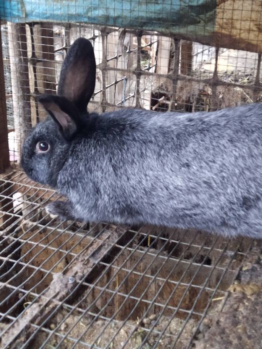 племінні кролики полтавське срібло