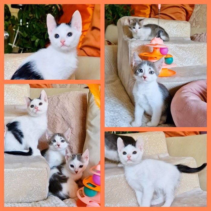 Котята 2,5 мес  в дар!
