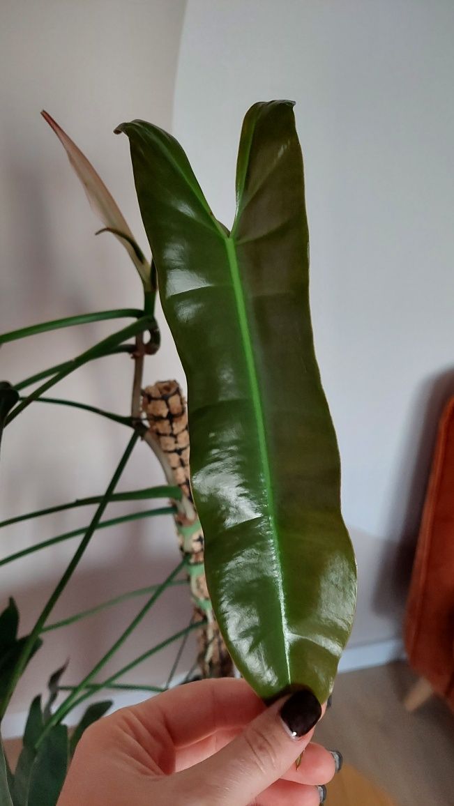 Philodendron atabapoense